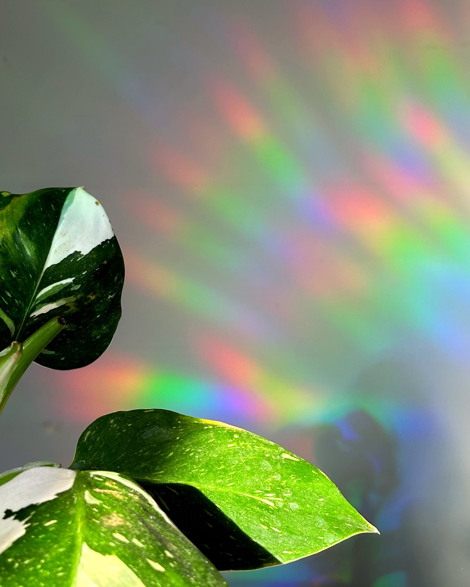 Cloud Juice Suncatcher